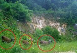 Dünyanın en büyük geyik türü Bursa'da fotokapana yakalandı! 'Eşine az rastlanan 3 dişi kızılgeyik kendine hayran bıraktı