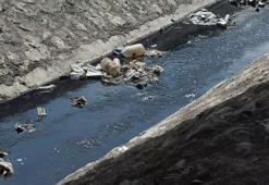 İstanbul'da içme suyunu tehdit eden tehlike: Rengi koyu maviye döndü, su içip, ölen hayvanlar var