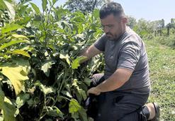 Baba mesleğini bırakıp köyüne döndü! Satışlar patladı: Bire bin veriyor, böyle kazandıran sektör yok