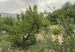 Elazığ'da korkutan görüntü! Bahçede sadece bir tane çürük elma var