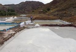 Sivas'ta üretiliyor faydası saymakla bitmez! Japonya her yıl 50 ton satın alıyor