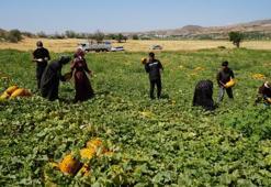 Talebe yetişemiyor, 100 ton ürün kapış kapış gidiyor