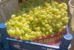 Denizli'de üzüm hasat başladı! Birçok ülkeye ihraç ediliyor