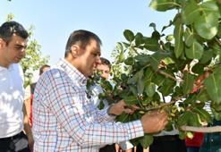 Şanlıurfa'da hasat başladı: 220 bin hektarda üretim var