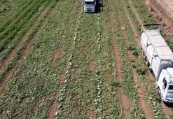 Tekirdağ'da su seviyesi düşünce karpuz üretimi azaldı!