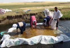 Erzincan'da buğdayın değirmene yolcuğu... Derelerde yıkanıyor