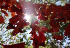 Elazığ kışı bununla geçiriyor: Kofik biberler asılmaya başladı