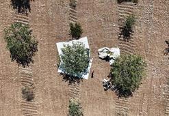 Diyarbakır'da 'yeşil altın' hasadı başladı! İşlemden geçince kilosu 600 TL'yi geçiyor