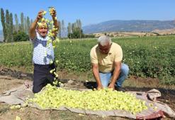 Amasya'nın lezzetine Afrika'dan rakip geldi: Çiçek bamyasının sahtesi çıktı