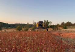 Kastamonu'da hasat başladı: 6 yıl önce ilk kez dikildi, şimdi üretim deposu oldu
