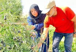 Yöresel lezzet olmaya aday siyah domates: Yüksekova'da yetişiyor, iki kez ürün verdi!