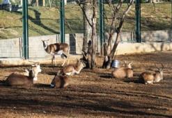 Malatya Hayvanat Bahçesi'nde bulunan hayvanlar, giriş ücreti ve açılış, kapanış saatleri