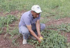 'Yer muzu' olarak biliniyor, lezzetine doyum olmuyor! Tanesi 40 liradan satılıyor