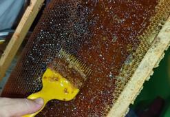 Ordulu arıcılar bal hasadına başladı