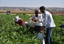 Binlerce fide toprakla buluştu, şimdi hasat zamanı: Ücretsiz fidelerden rekor hasat!