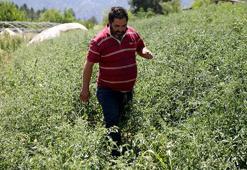 Karabüklü vatandaş, akrabalarını kanserden kaybedince her şeyi bırakıp kaçtı!
