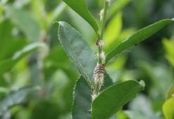 Karadeniz'in kabusu geri döndü! Sıcaklarla birlikte ortaya çıktı, bölgede ne çay kaldı ne de meyve