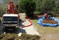 Zorlu fındık hasadı bitti, şimdi Patozcuların zamanı! Ordu'da saatlik ücretler belli oldu