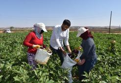 Gaziantep'te hasat başladı! Domates, patlıcan ve biber fiyatlarına etki edecek