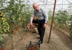 Van’da ata tohum ile elde edilen ürünlerin hasadı yapıldı