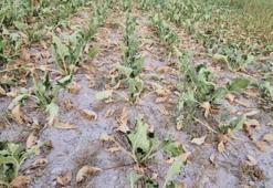 Eskişehir'de bir ilçede tarım bitti! Çiftçi kotayı tamamlayamadı