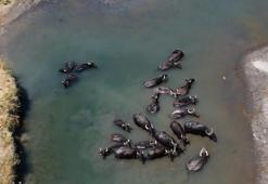 Afrika değil Erzincan! Sıcaktan bunalan mandaların banyo keyfi