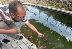 Çocukluk hayalini gerçekleştirdi, yüzme havuzunu evde beslediği balıklarla doldurdu: 2ayda tam 20 cm uzadılar!