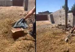 Mardin'de amcalarının altın dolu çelik kasasını çalan kardeşler hayvan gübresinin altına sakladı!