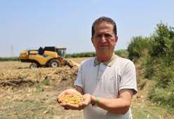 Türkiye'nin üretim üssünde hasat başladı! Rekolte yüksek bekleniyor, çiftçiler kazanacağı tutarı açıkladı