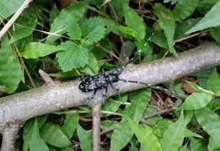 ‘Drakula' bahçeleri kuruttu! 4 bin 100 dekar alandaki fındık ağaçları söküldü