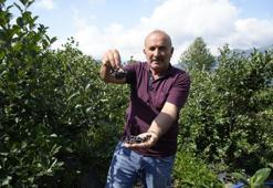 Ana vatanı Kuzey Amerika ama Karadeniz'in yeni yıldızı! ‘Süper meyve’ aronya yüksek verime ulaştı