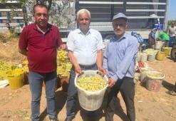 Tadına doyum olmuyor! Üzüm bağlarında hasat başladı