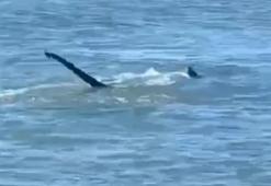 'Van Gölü canavarı' ortaya çıktı! Vatandaşlar yakaladı, panik şehri sardı