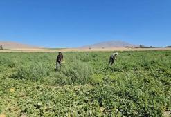 Adilcevaz'da hasat başladı! Ürün bu yıl hem kaliteli hem de bol talep de yüksek