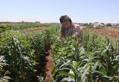 Şanlıurfa'da unutulmaya yüz tutan lezzet geri dönüyor: Az suyla yüksek verim vaat ediyor