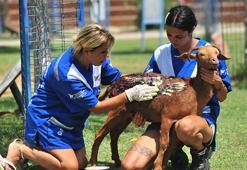 Alevlerin arasından kurtarıldılar! 15 hayvana Emekli Hayvanlar Çiftliği'nde yeni yuva