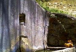 Uludağ'da sincap ve tilkinin su içtiği anlar fotokapanla görüntülendi