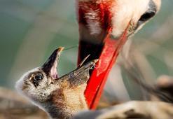 Yaren Leylek'in yavruları yuvadan ayrıldı: Harita ile paylaştılar