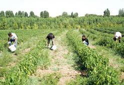 Muş'ta zorlu mesai 40 derecelik sıcağın altında devam ediyor! Yaşken para etmiyor, kurutulunca kârı katlanıyor