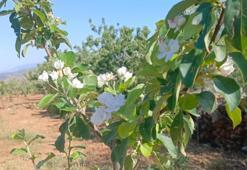 Konya’da elma ağaçları Ağustos’ta çiçek açtı!