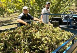 Zonguldak'ta fındık hasadı başladı, tırpan ücretleri rekor kırdı