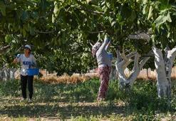 Dünyada ve Türkiye'de sadece Torbalı'da var: Rekolte 100, ihtiyaç 1000 ton! Kapış kapış gidiyor