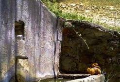 Sincap ve tilkinin hikayesi fotokapana yakalandı!