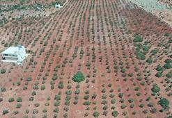 Şanlıurfa'da hasat devam ederken fıstık fiyatları da belli oldu! 'Bu sene fiyatlar çok güzel'