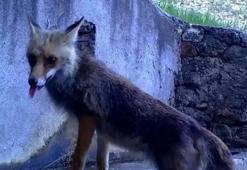Sincap ile tilkinin hikayesi görüntülendi! Bursa'da fotokapana yakalandılar