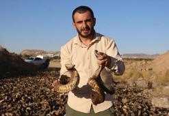 Sivas'ta koç boynuzları kurutmaya bırakıldı! İşlemlerden geçip hepsi paraya dönüşecek