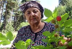 Kars'ta hasat başladı! Tek kuruş masraf yapmadan topluyorlar