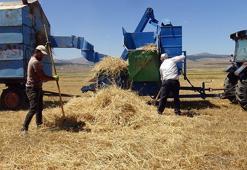 Ardahan'da tahıl hasadı başladı! 'Daneleri iyidir, sapı kısadır yine de şükür'