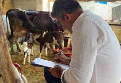 Şanlıurfa'da şap hastalığı tehlikesi! Zorlu mücadele devam ediyor