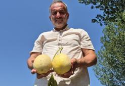 Artık kavun ve karpuz kasıma kadar sofralarda olacak! Sırrı ise Türk tarımında gizli